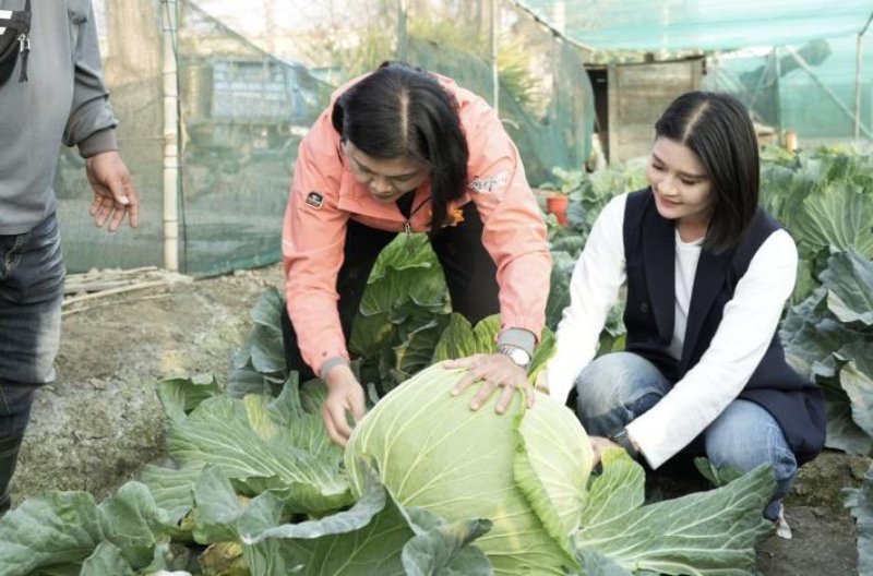 二崙種植澎湖品種巨無霸高麗菜顛覆粗口感