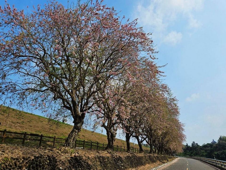 烏山頭水庫美麗的約定　香榭大道南洋櫻已盛開