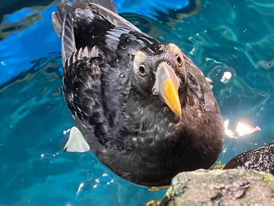 屏東海生館鳳頭海鸚鵡 浪漫又專情的代表生物