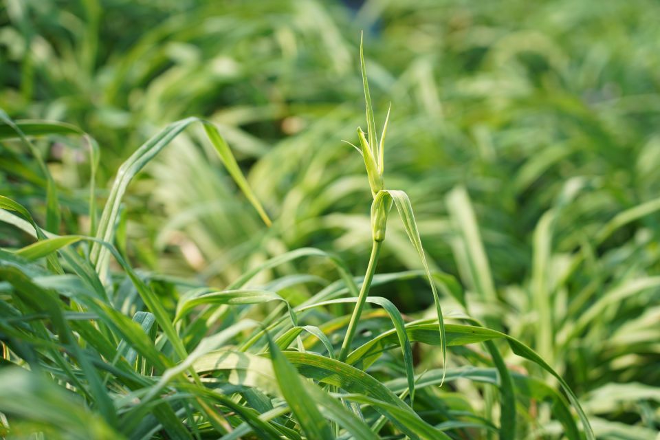 彰化虎山巖第一朵金針花何時開引關注　參山處舉辦猜猜樂同歡