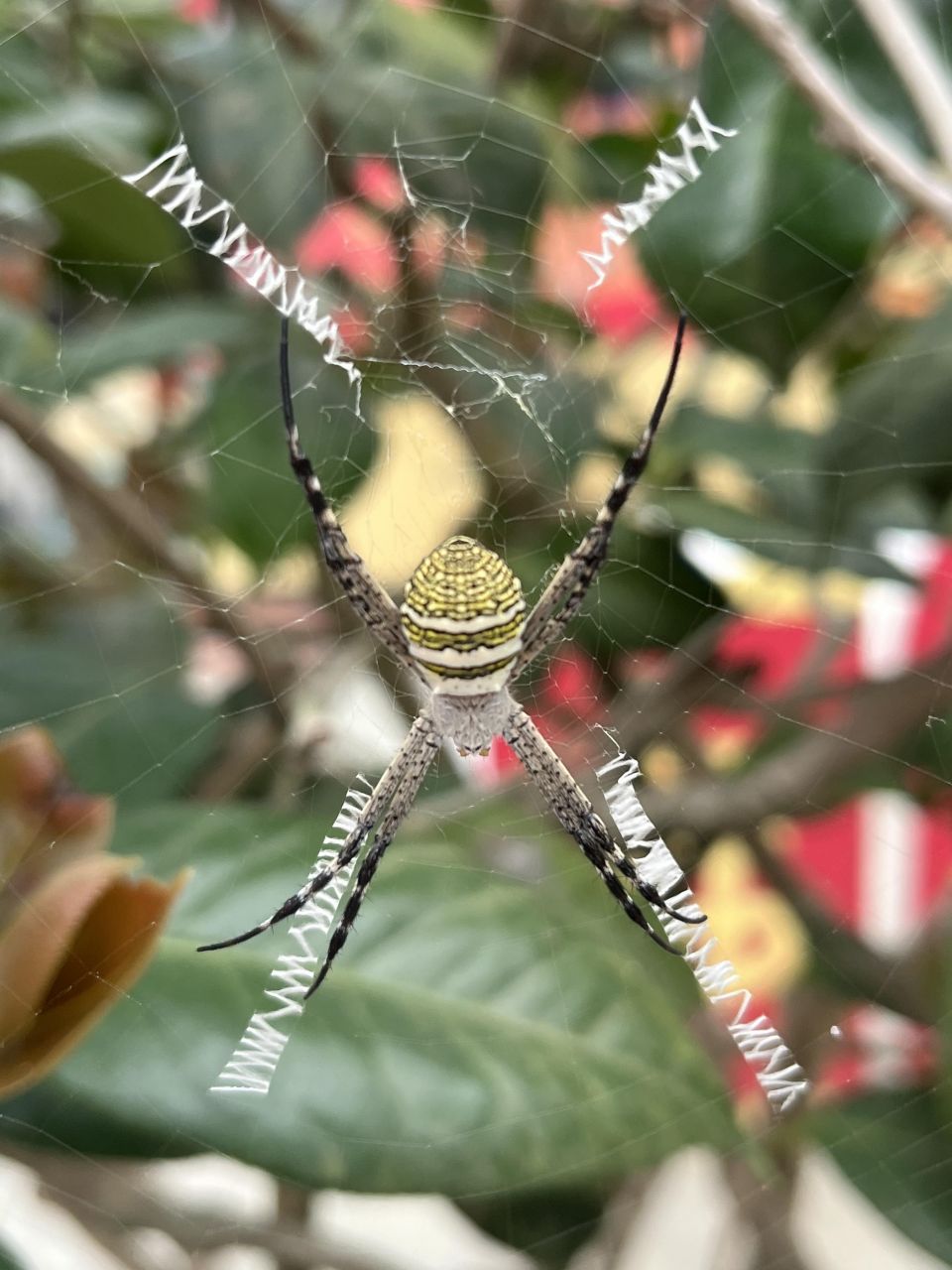 彰化清水岩寺觀世音菩薩誕辰 信眾驚奇發現蜘蛛網上有英文字母