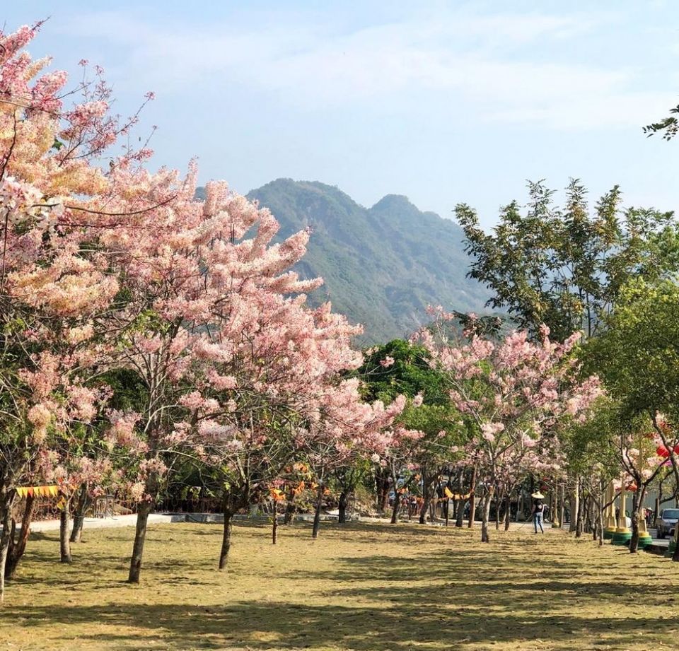 清明連假來台南　體驗春季賞花趣