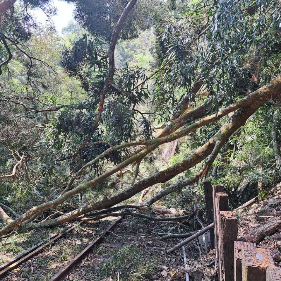 阿里山林鐵疑地震影響樹倒  嘉義至十字路列車暫停營運