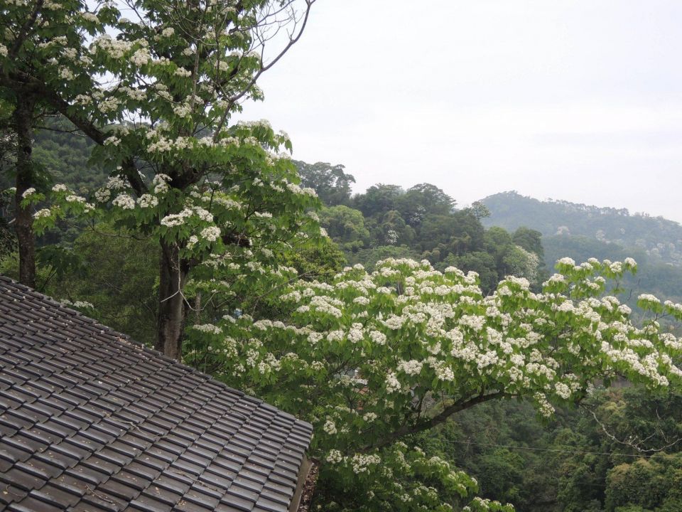 參山處推年度賞花攻略　首度與國家地理合作邀大家來探索騎遊樂