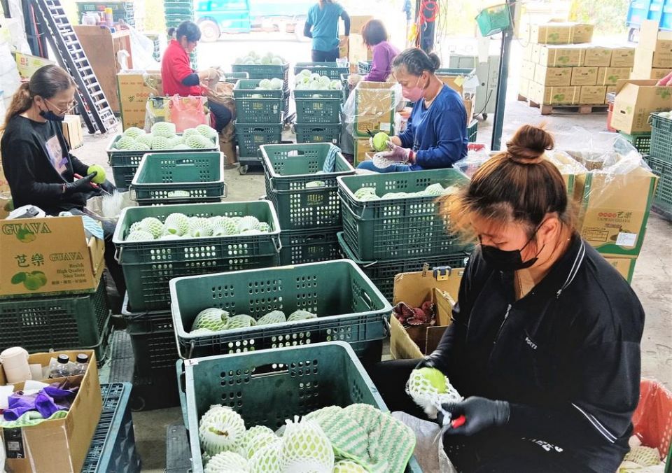 產銷履歷芭樂  為消費者把關