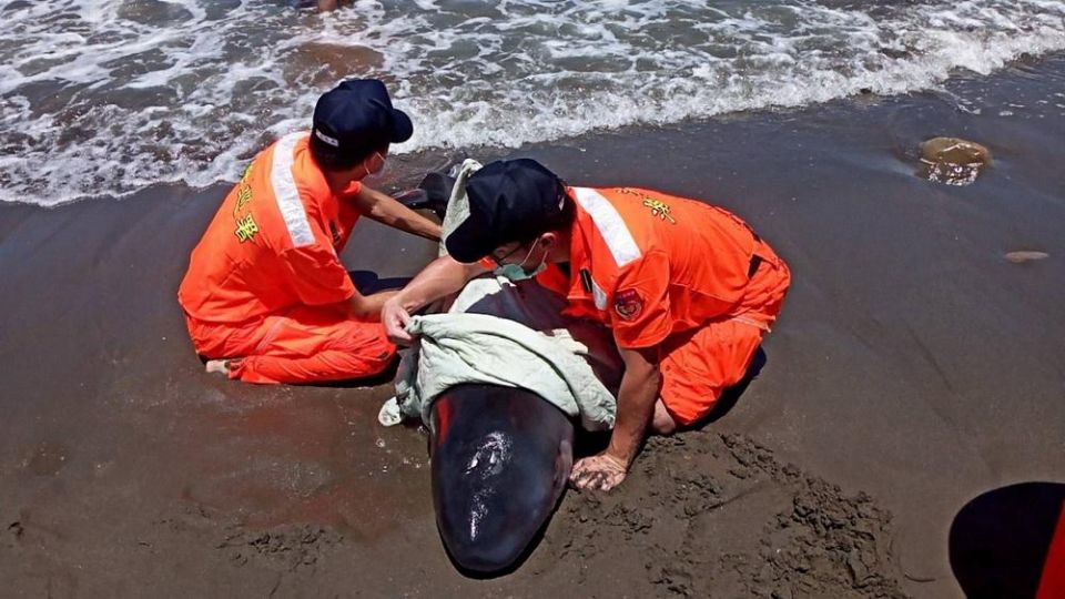 完備海洋保育類動物救傷機制  保育能量再提升