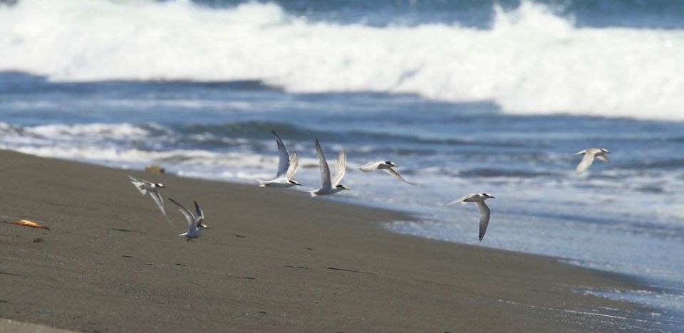燕鷗繁殖季即將到來！ 海保署呼籲遵守「四不一要」共同守護燕鷗家族