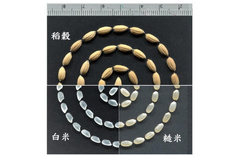虎年呷好米 讓您虎力全開