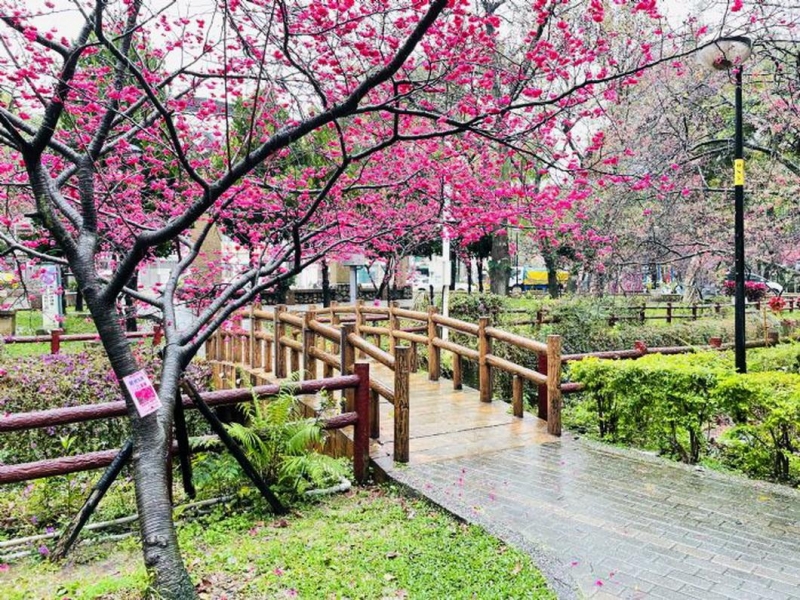 連假踏青好所在 空品淨區莒光公園賞櫻去