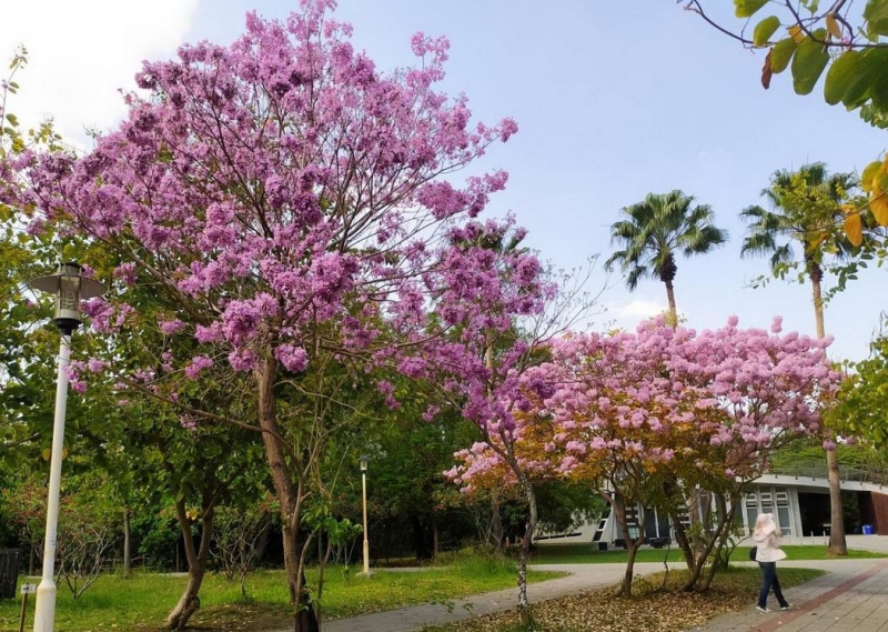 台南市初春萬紫千紅的驚喜 花園城市名不虛傳