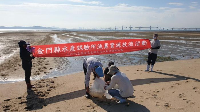 金門縣水試所放流自行育成三棘鱟苗