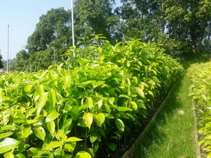 馬告成功 山胡椒發芽困境突破