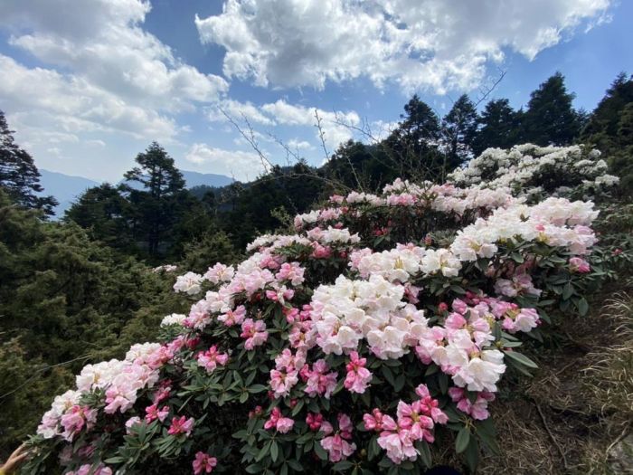 賞合歡山高山杜鵑花 南投好好玩推出免開車服務