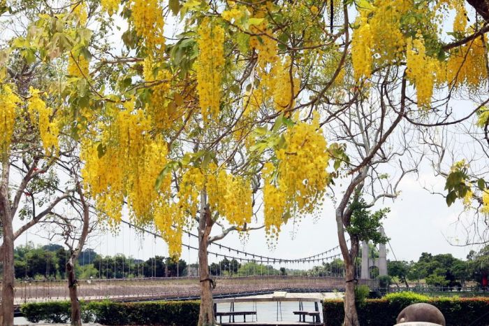 虎頭埤阿勃勒花季將開跑 歡迎民眾來踏青賞浪漫黃金雨