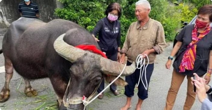 屏東崁頂護生園區收容一頭來至嘉義朴子的老牛