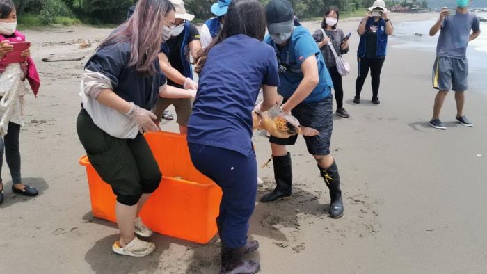救援康復後海龜裝設發報器 野放期收集洄游資訊