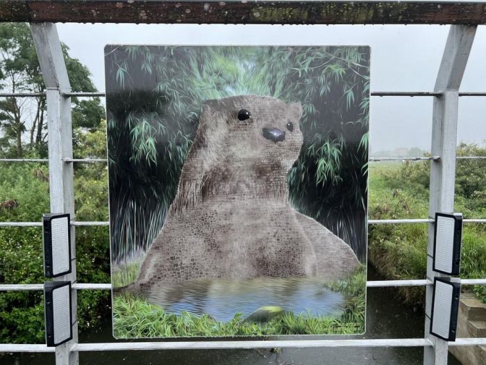 世界水獺日 金門縣府邀民眾一同關注水獺保育