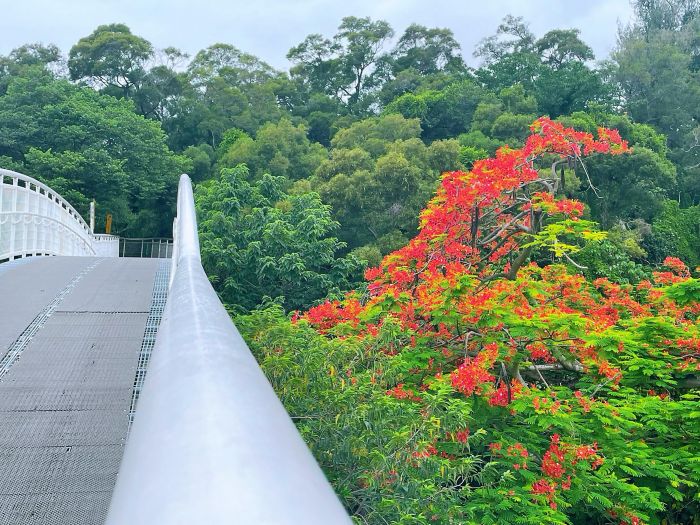 驪歌初唱鳳凰花開 彰化天空步道火紅花海綻放