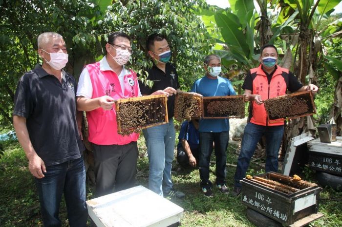 小蜂立大功！日月潭活盆地絲瓜田放蜂授粉活動