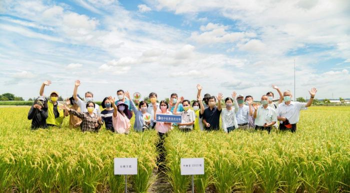 口感食味200%覺醒 臺中農改場推出水稻新品種台中200號