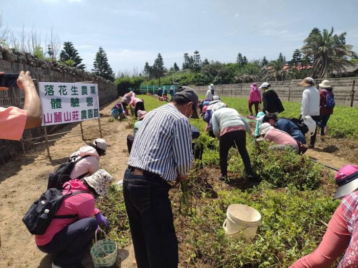澎湖白膜花生農業體驗營活動 民眾體驗採收花生的樂趣