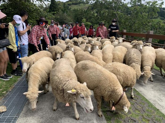 夏季避暑新活動 清境農場牧場大遊行盛大登場