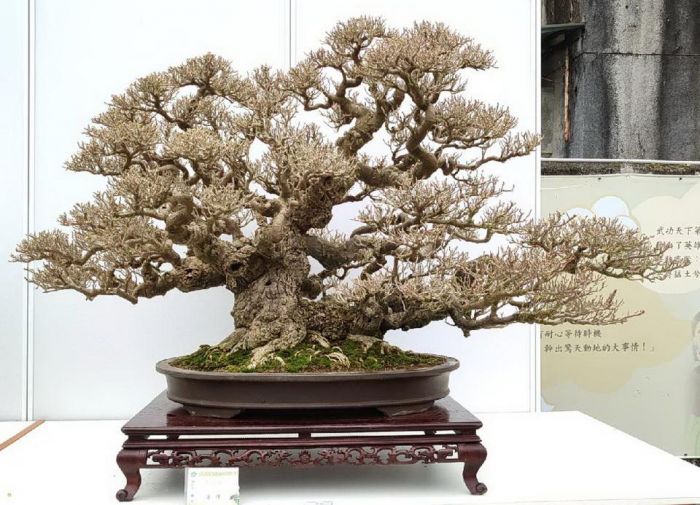 虎嘯鑫豐潮盆栽展 高級造景藝術創作7/16開幕