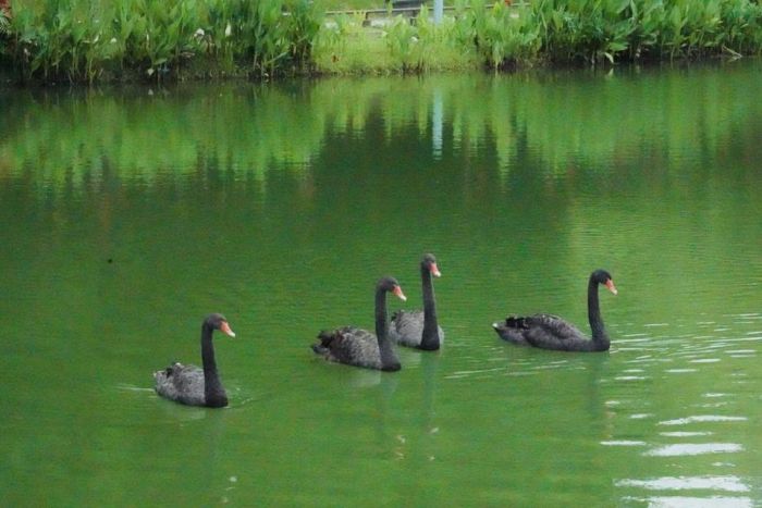 中市秋紅谷景迎來2對黑天鵝 增添公園生命力