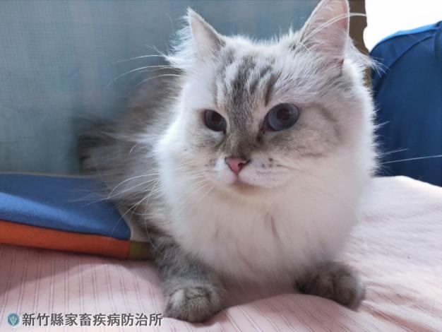 布偶貓、英國短毛貓找新家 下一個飼主就是你！