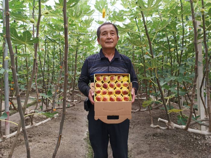 無花果進入盛產期 果農研發無花果冰棒好吃真材實料