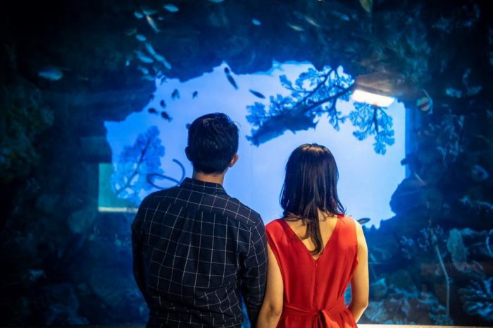 屏東海生館七夕浪漫之旅！ 潛入夢幻湛藍世界編織專屬甜蜜回憶