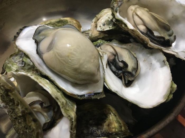 澎湖海域牡蠣 甘甜鮮美遊客最愛
