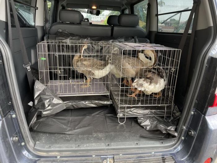 高雄半夜4隻鵝逛大街　警消獲報帶回派出所