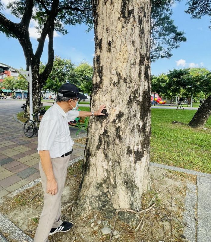 屏東市公所管護樹木健檢 啟動褐根病害防治作戰