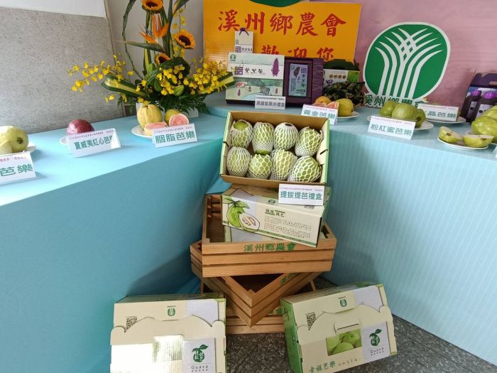 溪州鄉芭樂種植面積全縣最廣 「提拔提芭」評鑑青農張禾茂奪冠