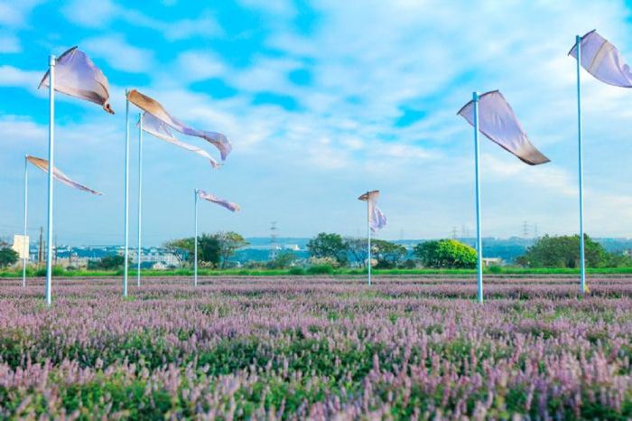 2022桃園仙草花節浪漫紫色花海11/27登場　