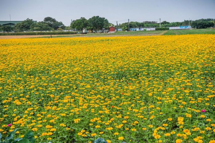 2022嘉義市花海生活節 相約悠遊花花世界