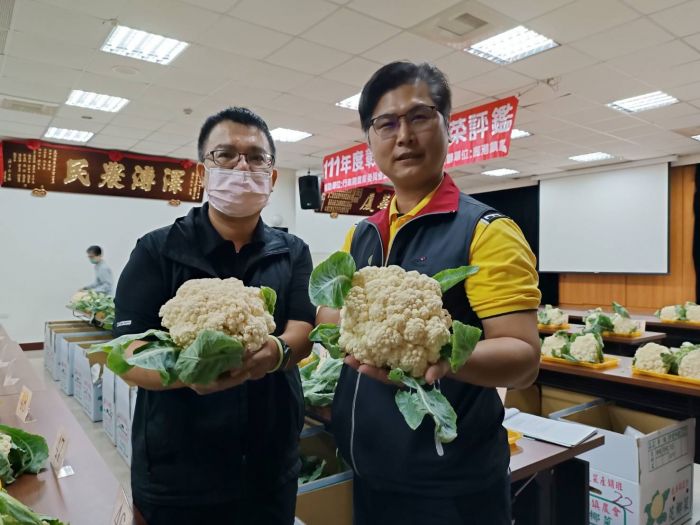 鹿港鎮農會舉辦白花椰菜評鑑 全縣超過百組菜農參賽