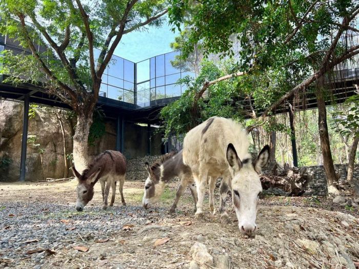 壽山動物園12/16試營運 陳其邁宣佈高雄市國小學童免費遊園
