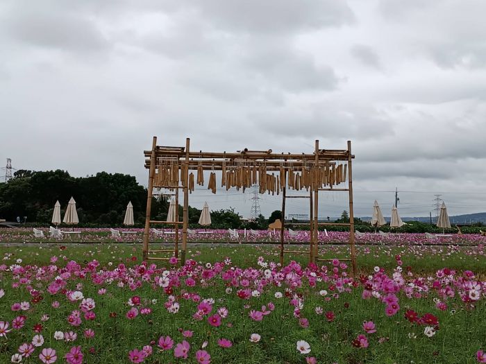 田中伯朗大道花海再現 稻草人12公頃波斯菊花田中迎賓
