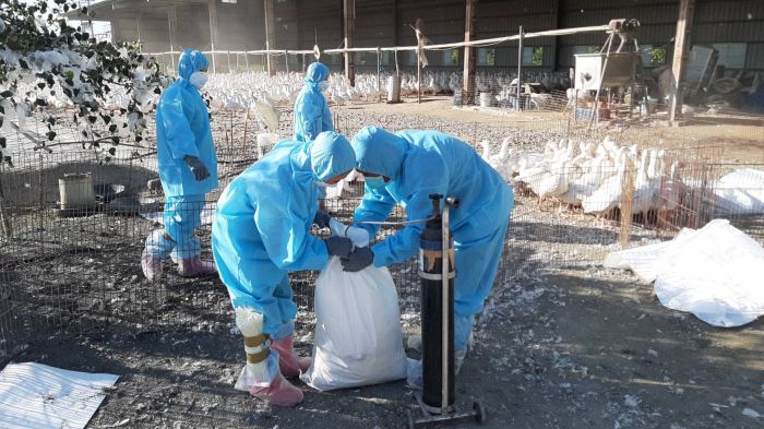 入冬H5N1禽流感來襲 彰化已撲殺5禽場超過3萬隻家禽
