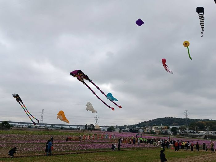 彰化市15公頃遼闊花海春節前迎賓 「花享綻」8日登場