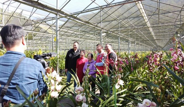 投縣魚池鄉虎頭蘭賀新年  買盆虎頭蘭福氣旺旺來