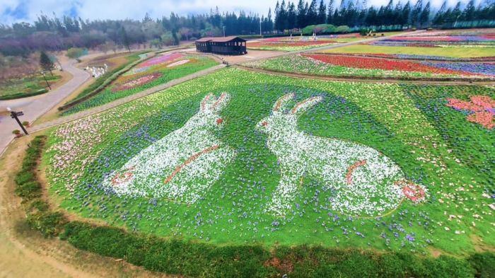 澎湖花海登場　歡迎鄉親至休憩園區走春賞花