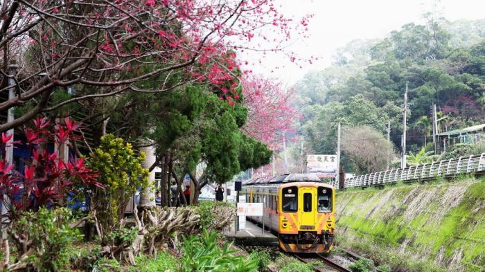 來去竹縣追櫻花  免費賞櫻之旅最佳去處