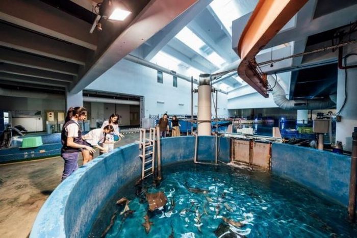 屏東海生館帶你走後門獨家揭密海龜照護、珊瑚復育祕密花園