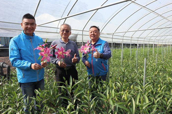 香水百合飄香員林百果山麓 吳學彰棄商從農成功種植百合花