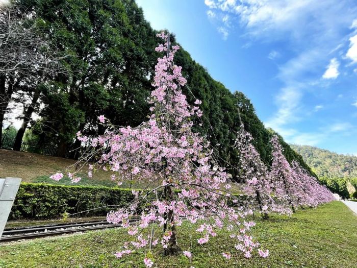 台灣最大賞櫻盛會 九族櫻花祭2/6正式登場