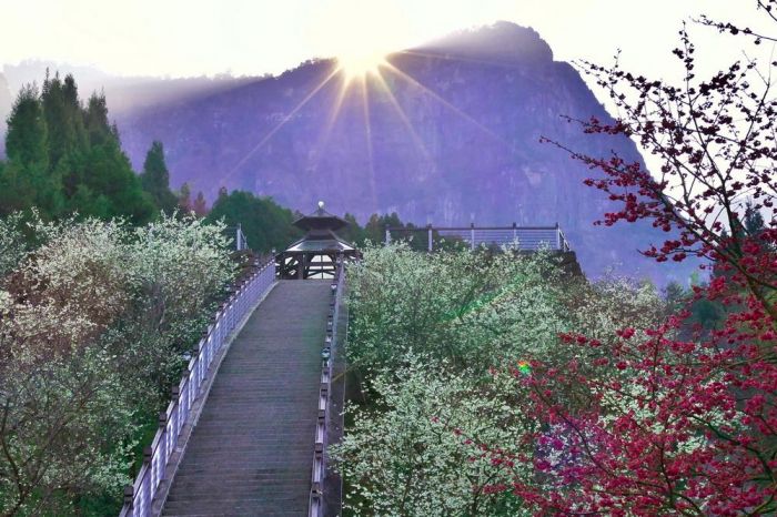 梅山鄉寒溪呢森林人文叡地白櫻和紅色緋寒櫻盛開