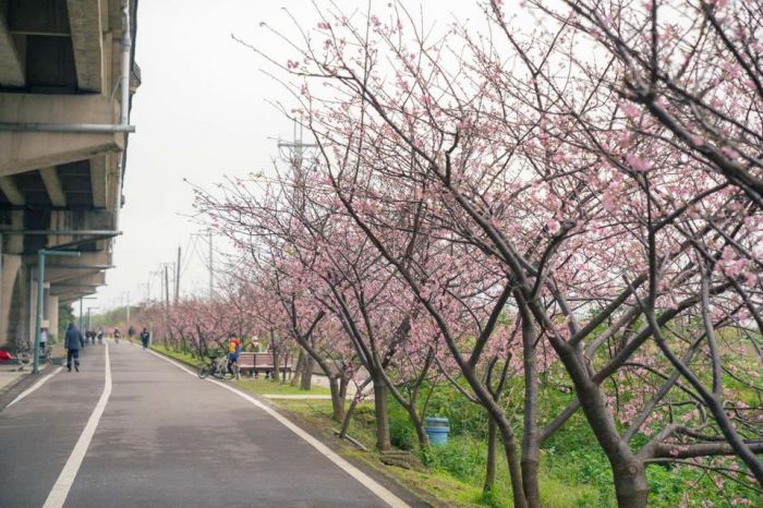 粉紅櫻花海來了！新竹公園櫻花季2/11開幕　